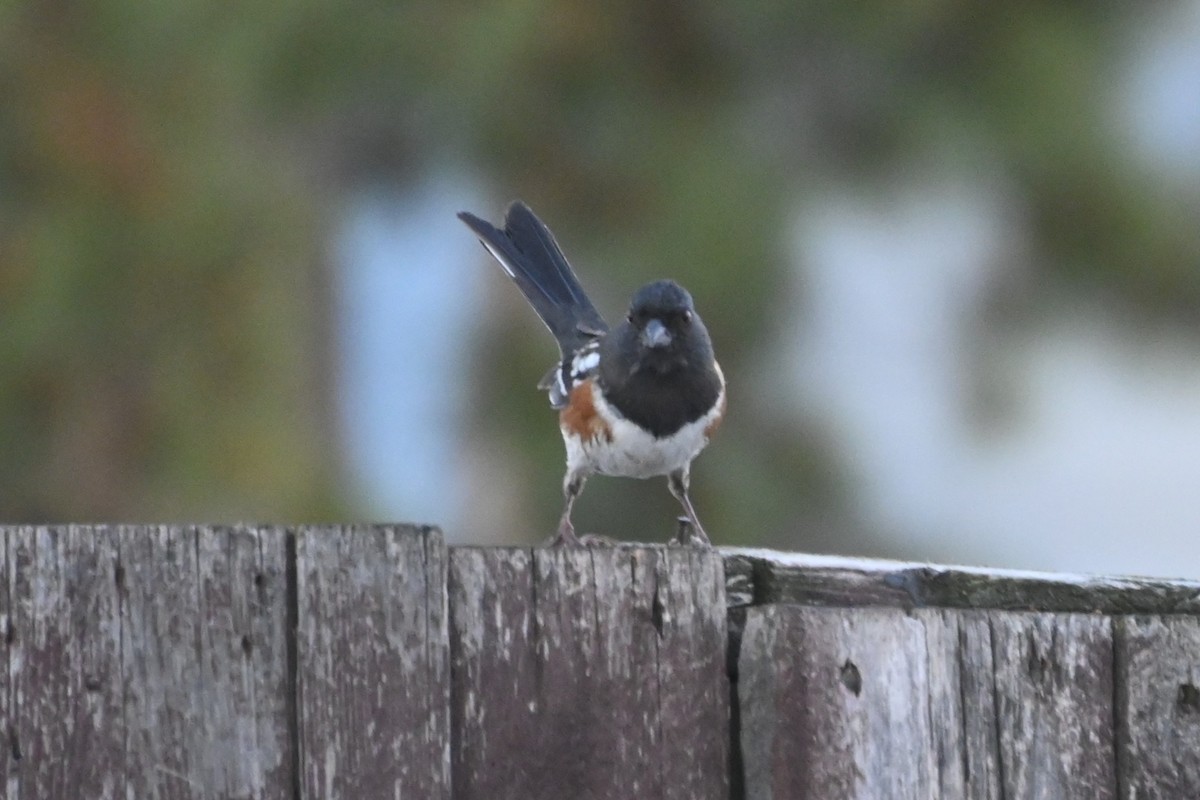 Spotted Towhee - ML629166546