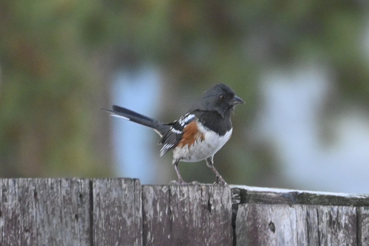 Spotted Towhee - ML629166547