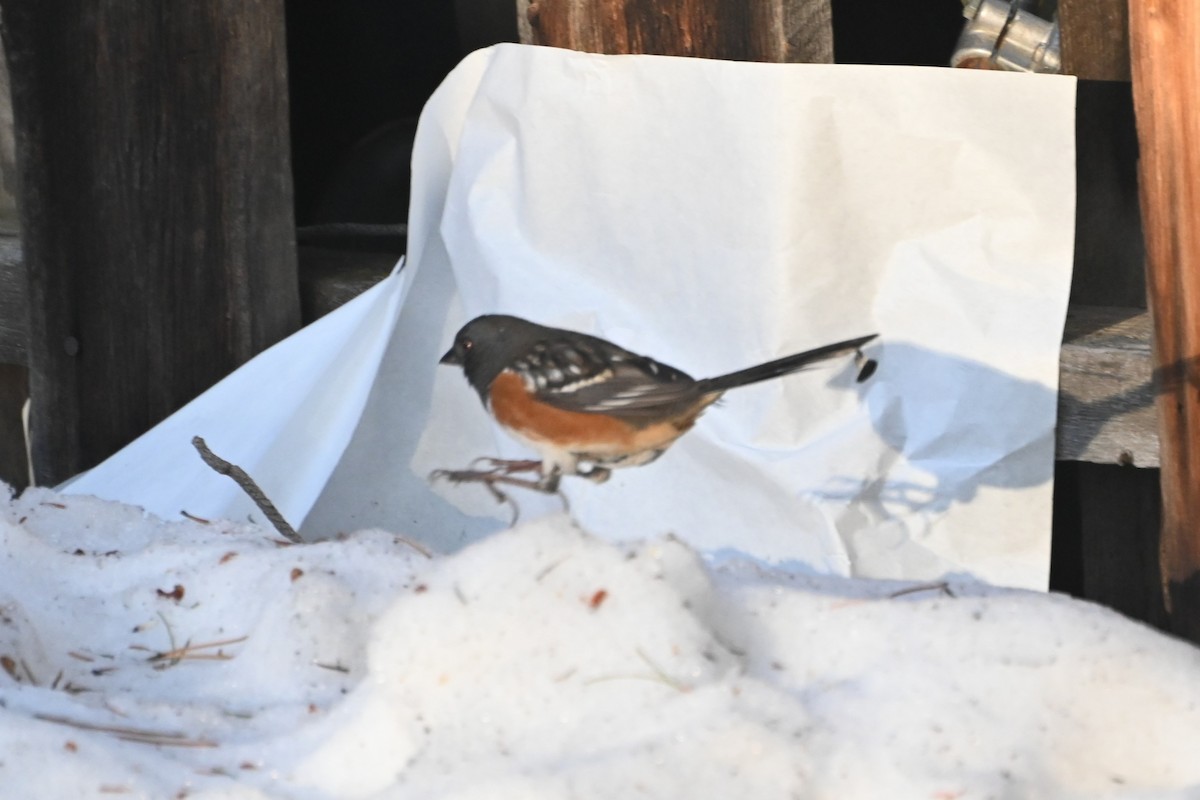 Spotted Towhee - ML629166551