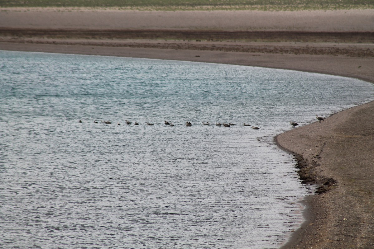 Upland Goose - ML629166553