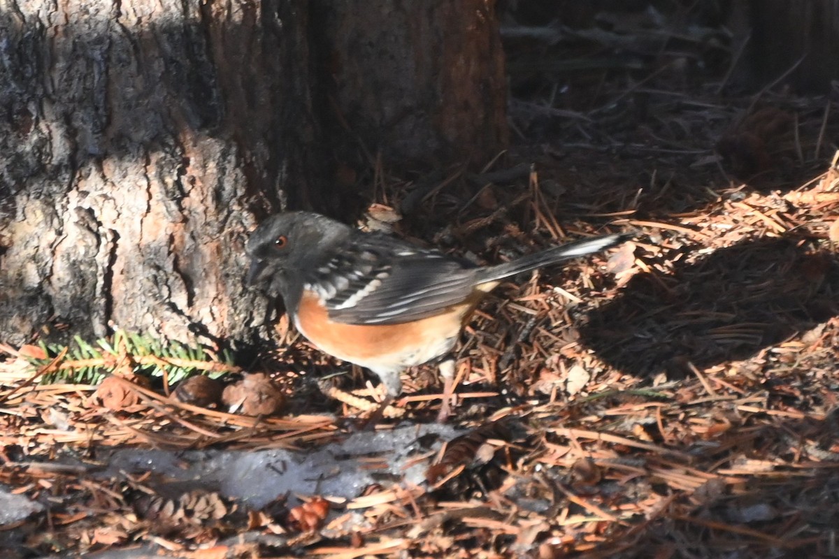 Spotted Towhee - ML629166563