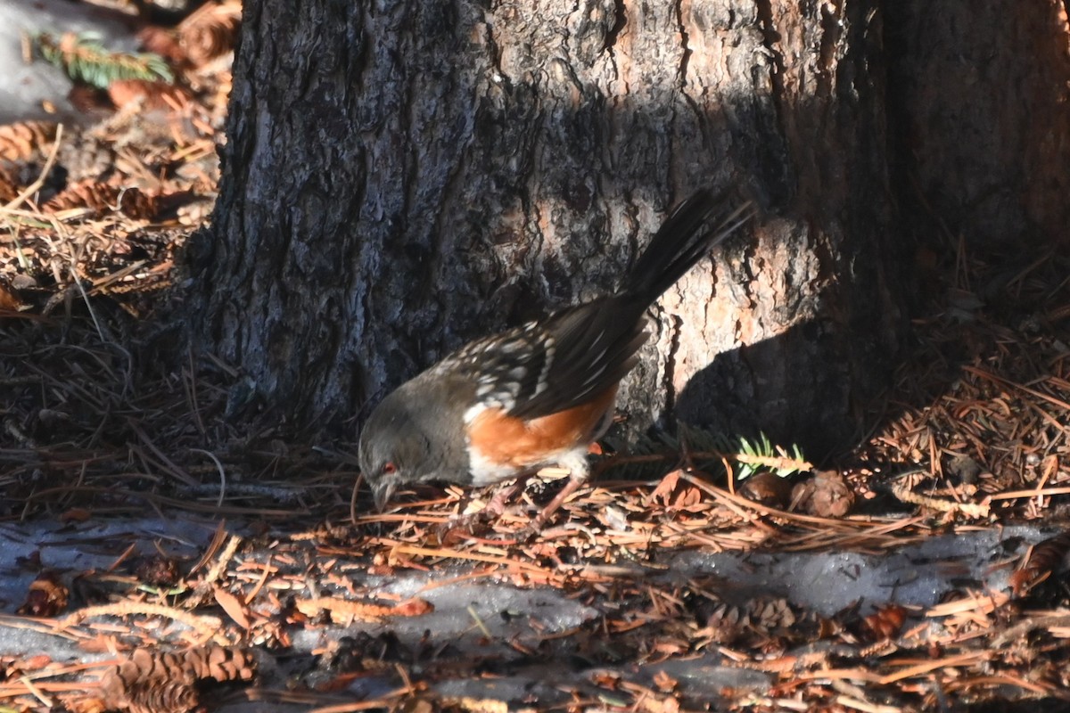 Spotted Towhee - ML629166564