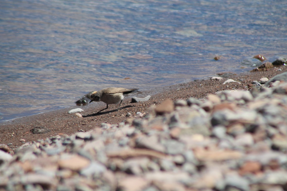 Ochre-naped Ground-Tyrant - ML629166592