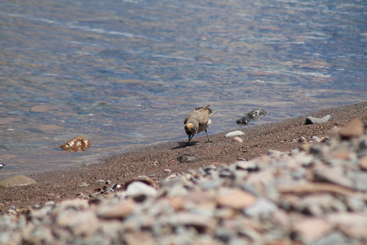 Ochre-naped Ground-Tyrant - ML629166593
