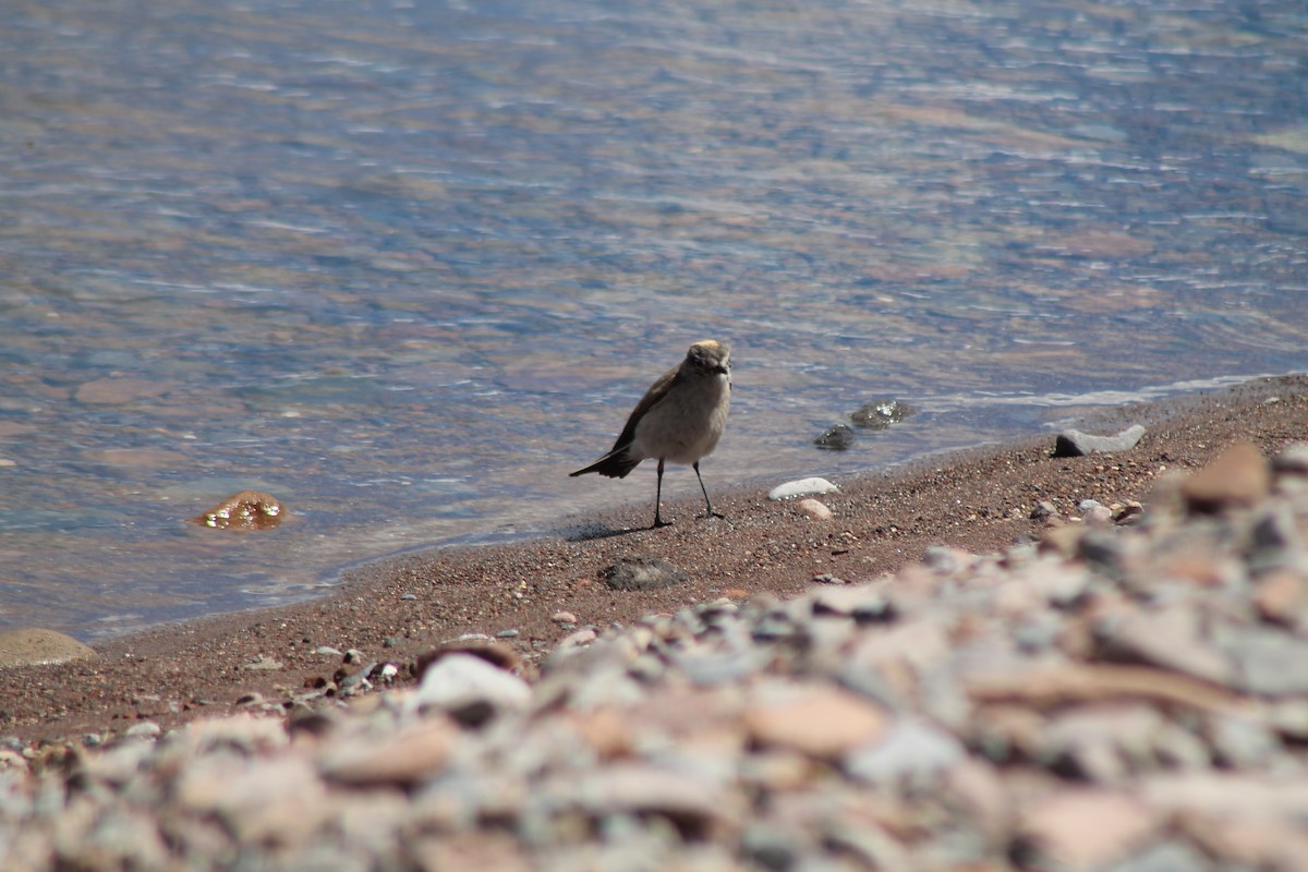 Ochre-naped Ground-Tyrant - ML629166594