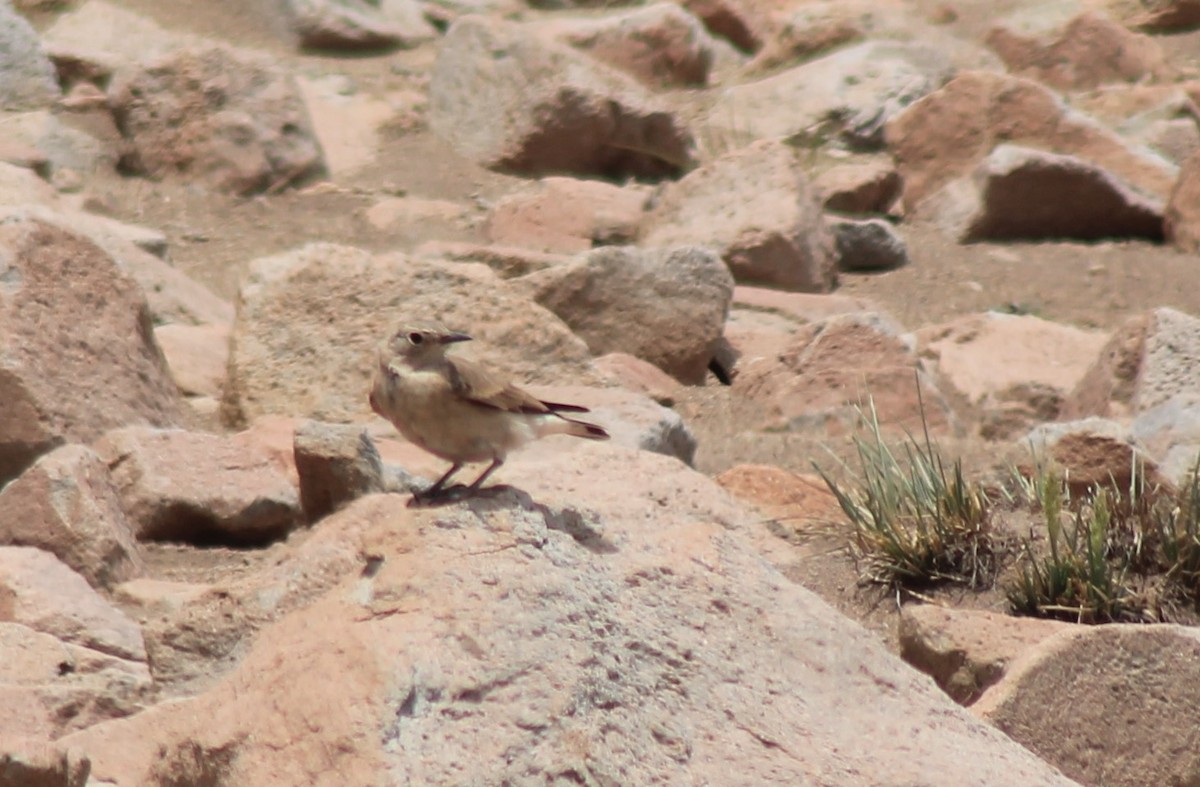 Creamy-rumped Miner - ML629166754