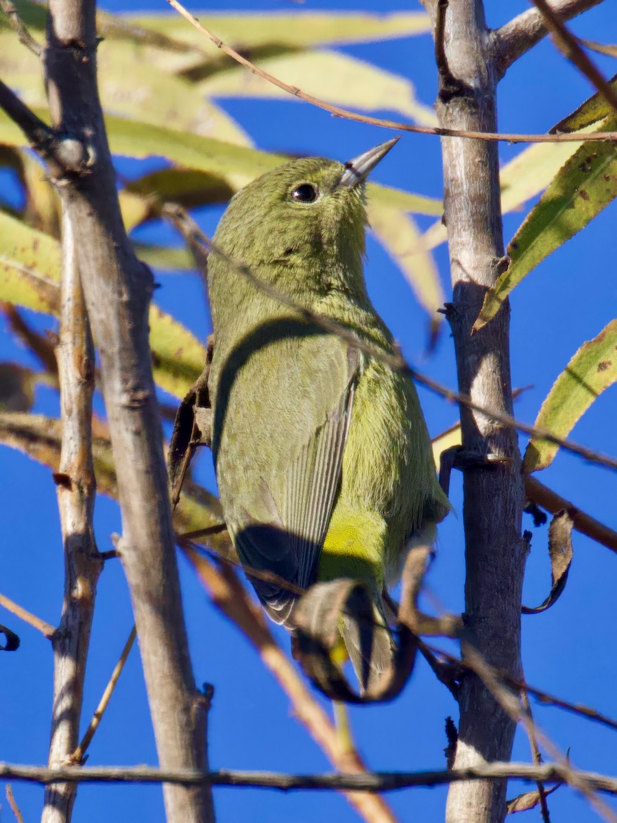 Orange-crowned Warbler - ML629166851