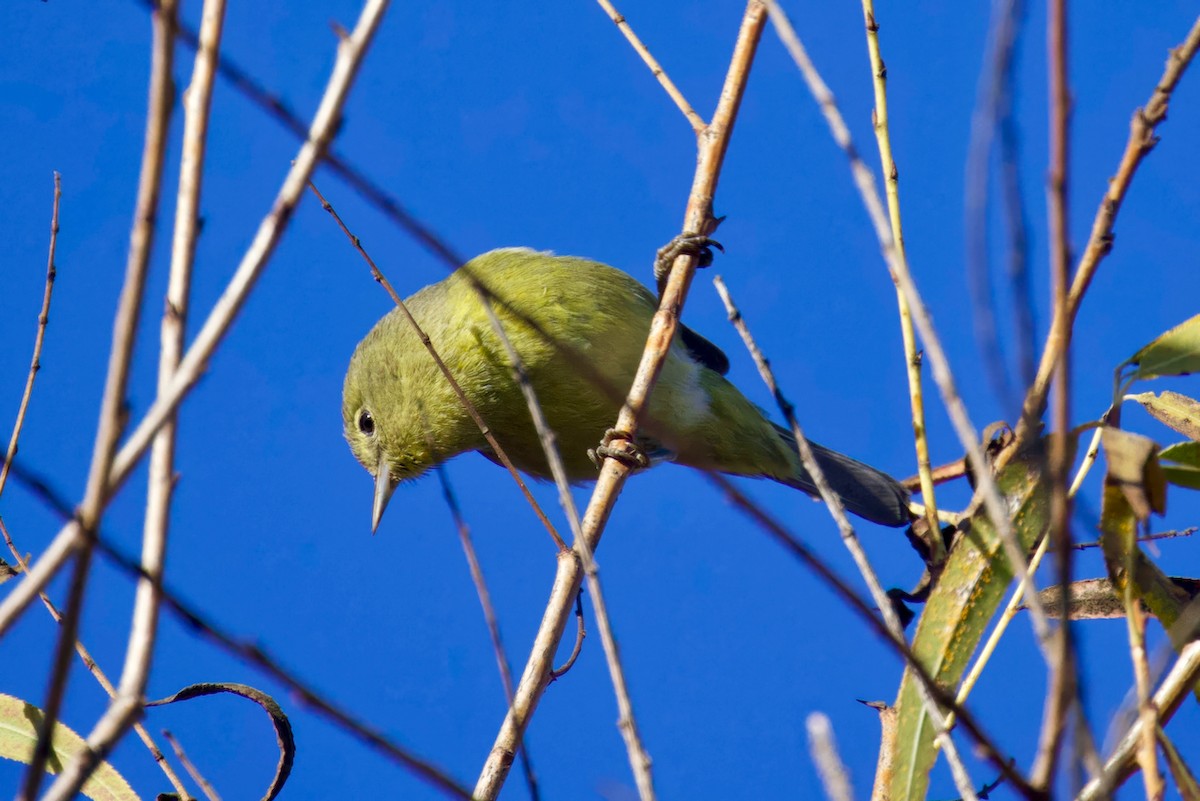 Orange-crowned Warbler - ML629166853