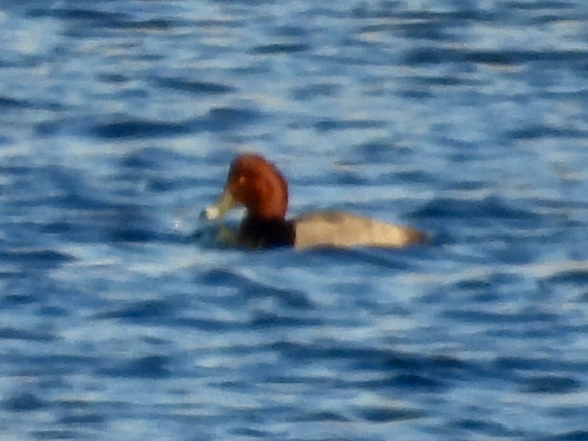 Redhead - ML629166893