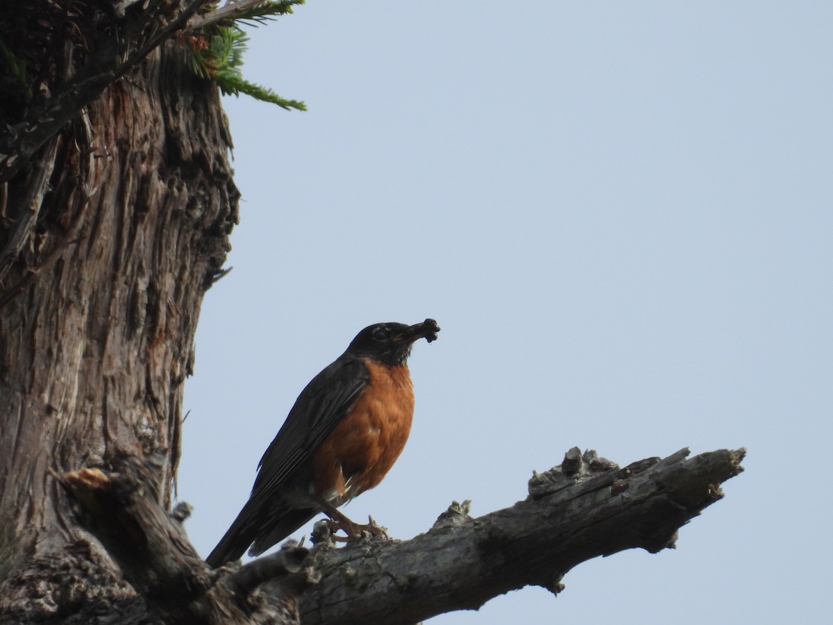 American Robin - ML629167089