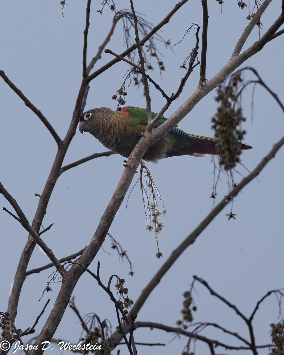 Blaze-winged Parakeet - ML629167614