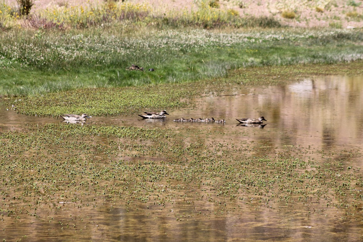Crested Duck - ML629167620