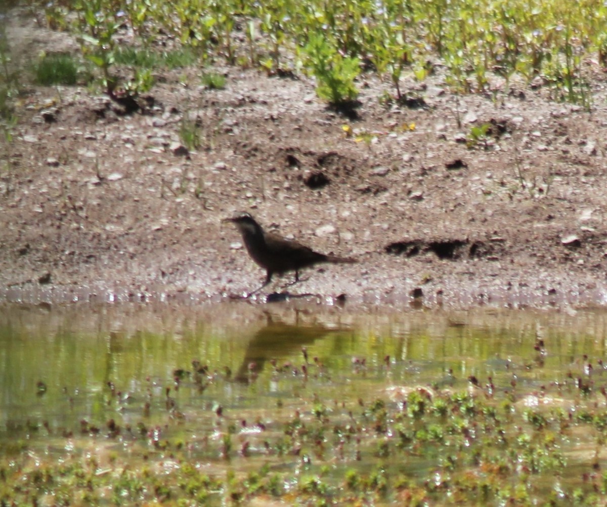 Dark-bellied Cinclodes - ML629167658