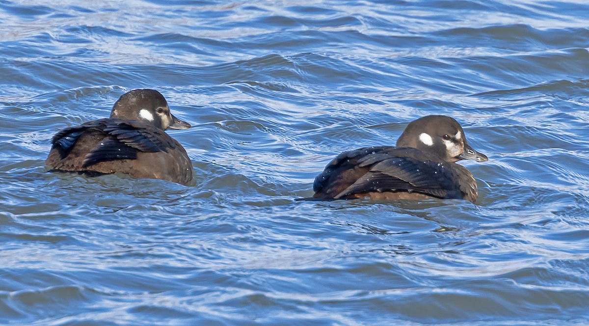 Harlequin Duck - ML629167749