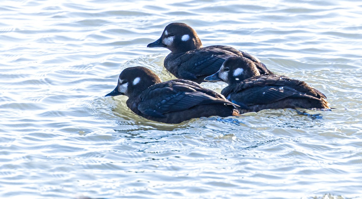 Harlequin Duck - ML629167771