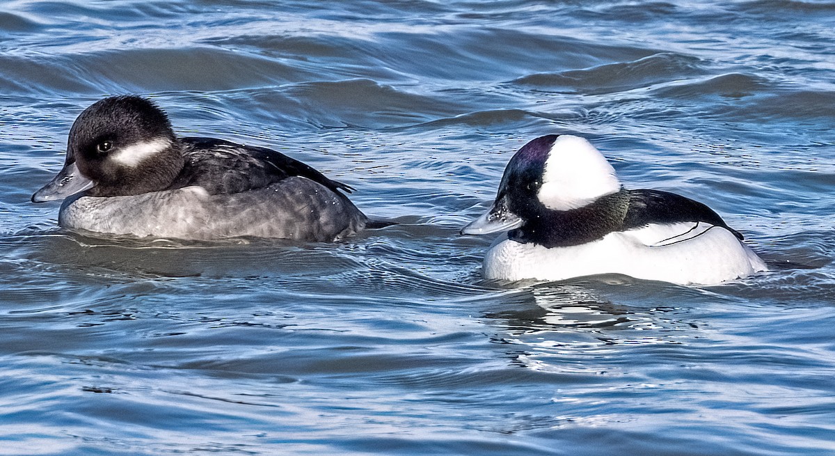 Bufflehead - ML629167778