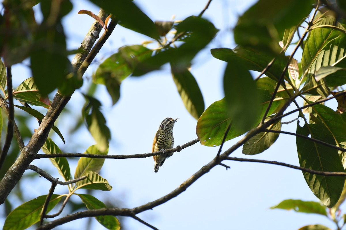 Speckled Piculet - ML629167869