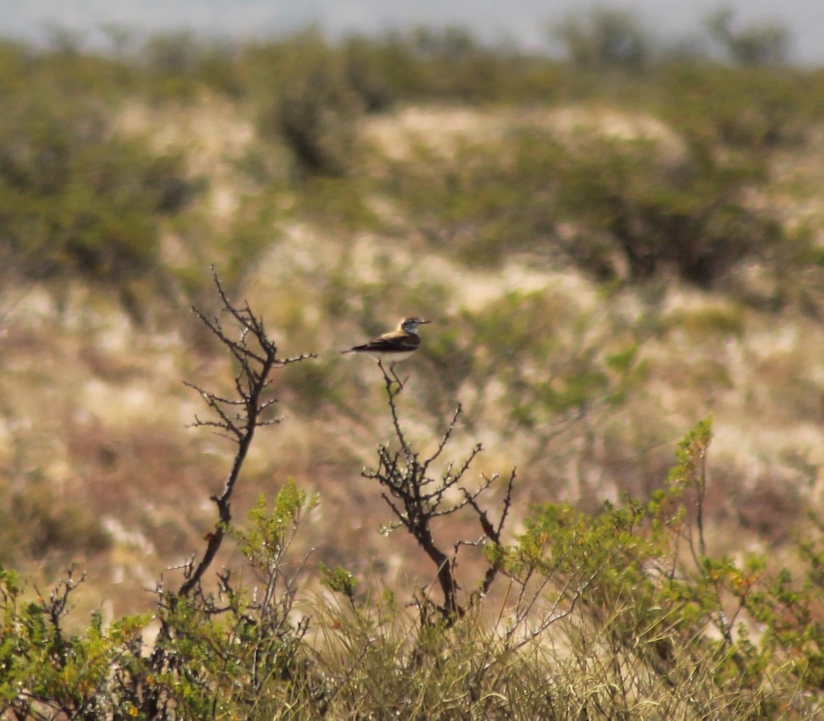 Rusty-backed Monjita - ML629168107