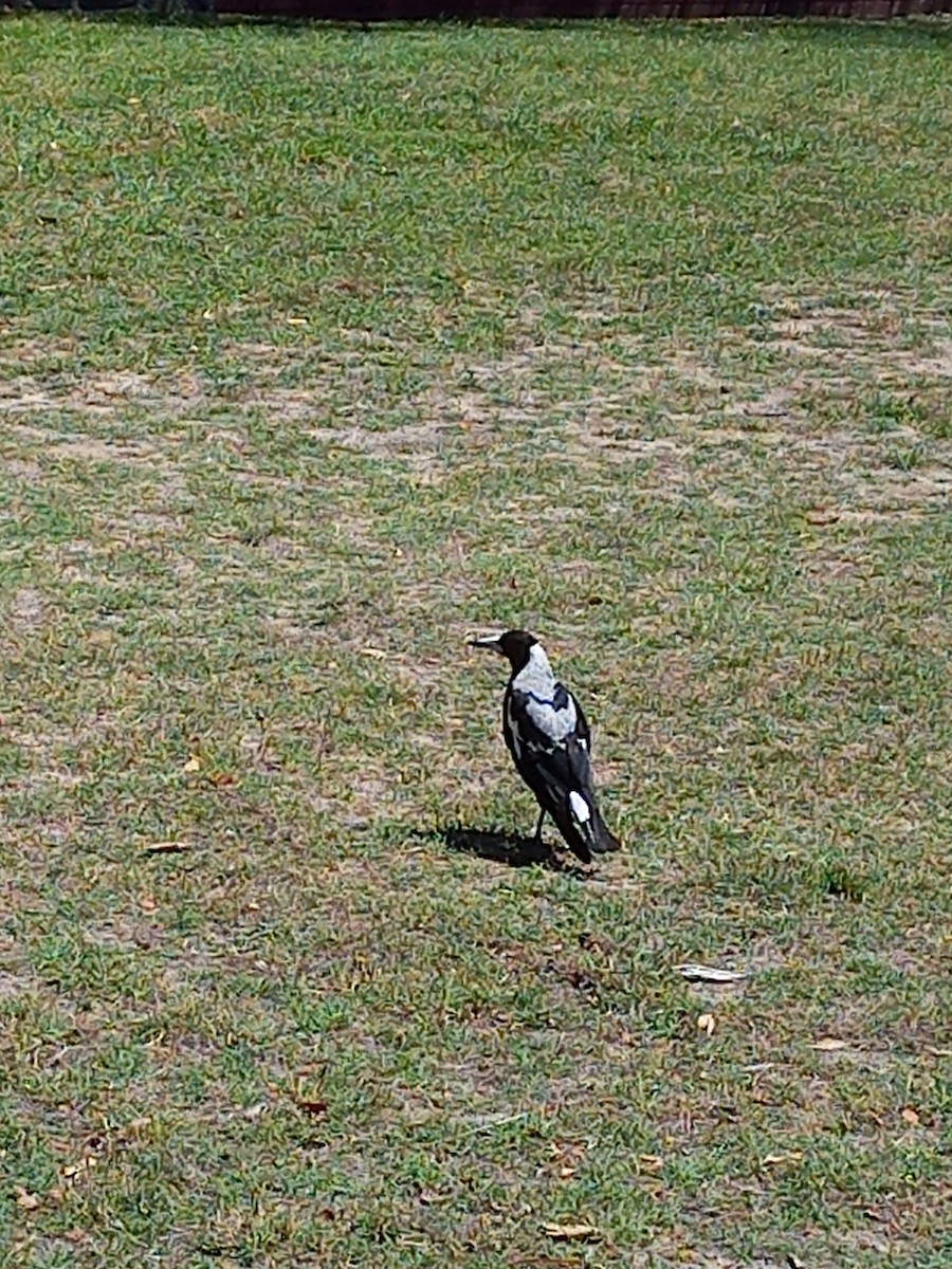 Australian Magpie (Black-backed x White-backed) - ML629168114
