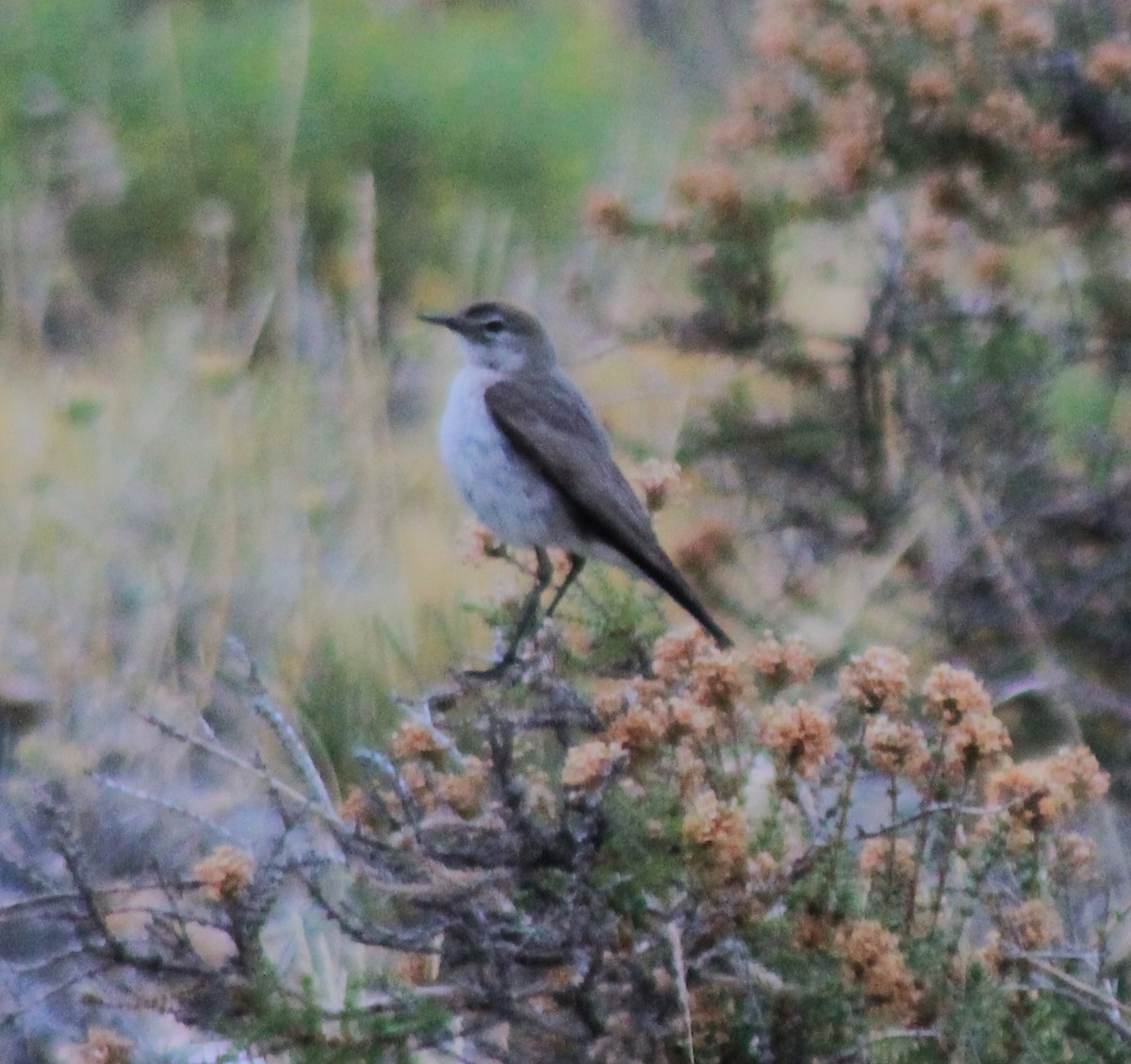 White-browed Ground-Tyrant - ML629168275