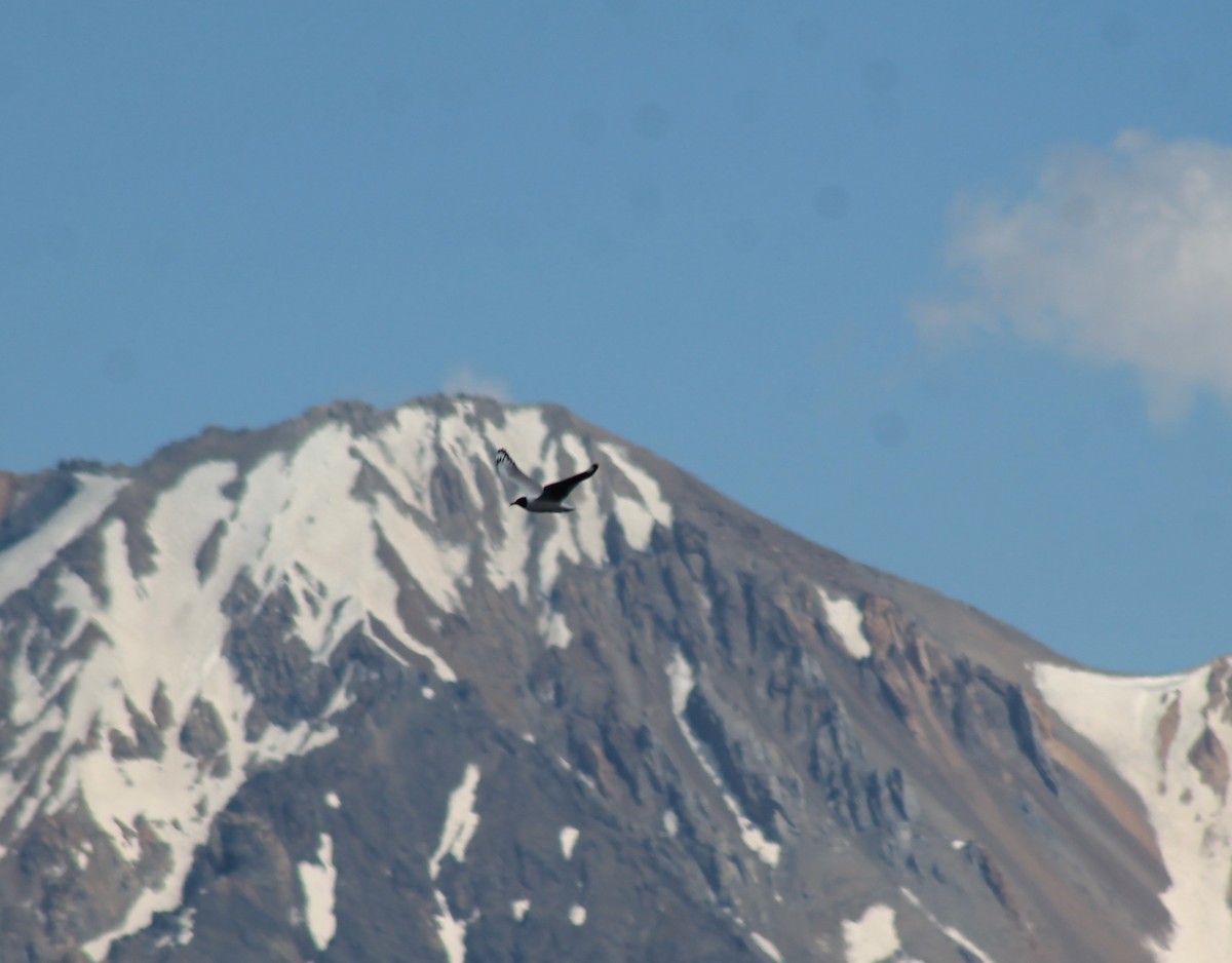 Andean Gull - ML629168365