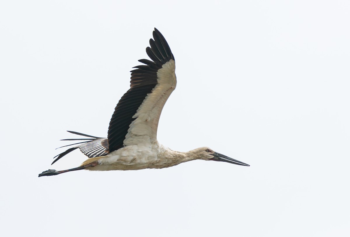 Schwarzschnabelstorch - ML629168453