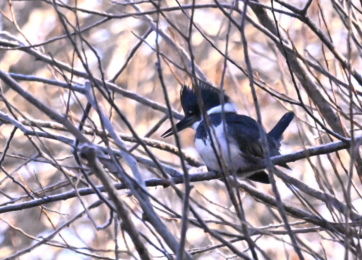 Belted Kingfisher - ML629168664