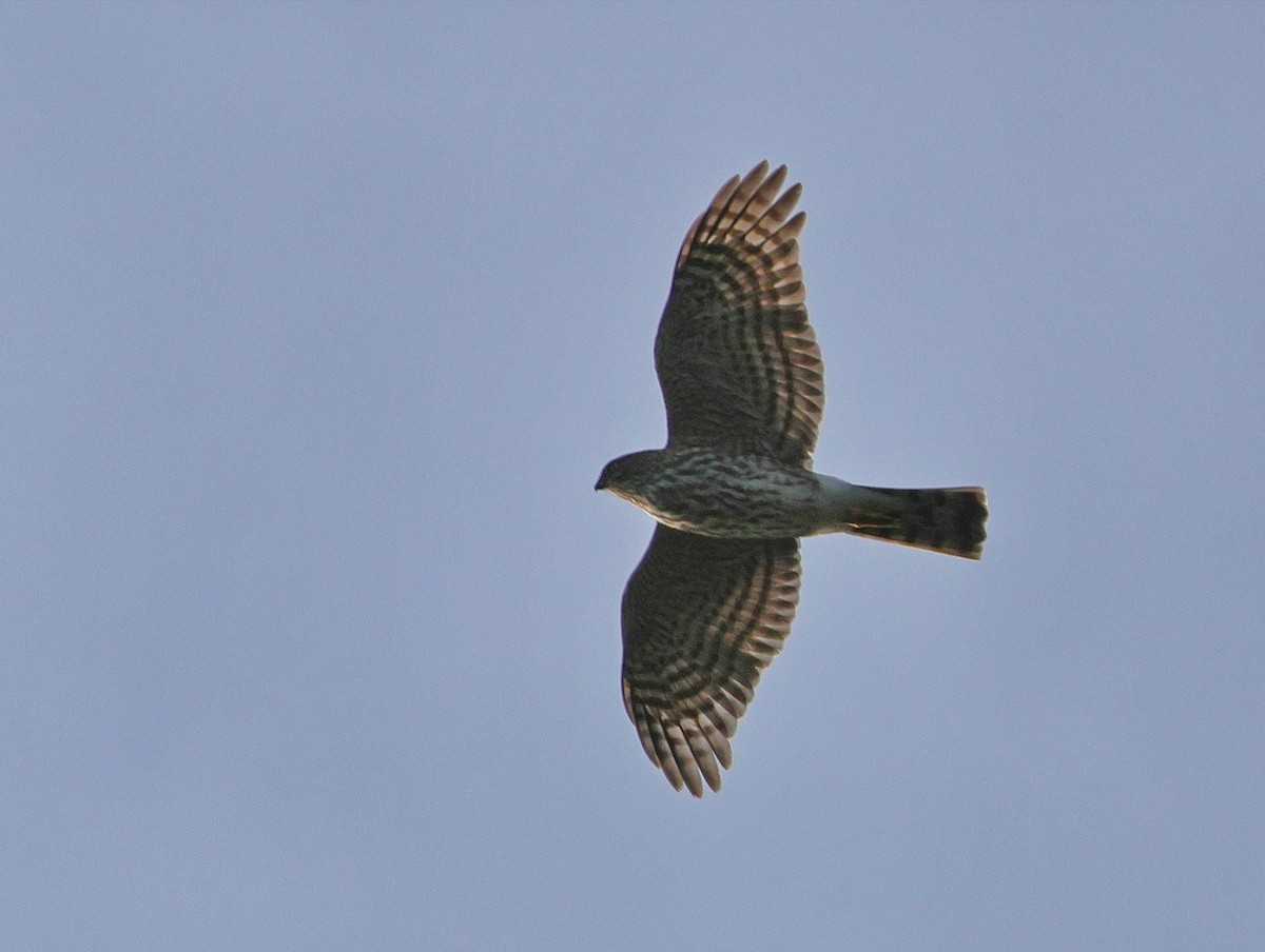 Sharp-shinned Hawk - ML629169046