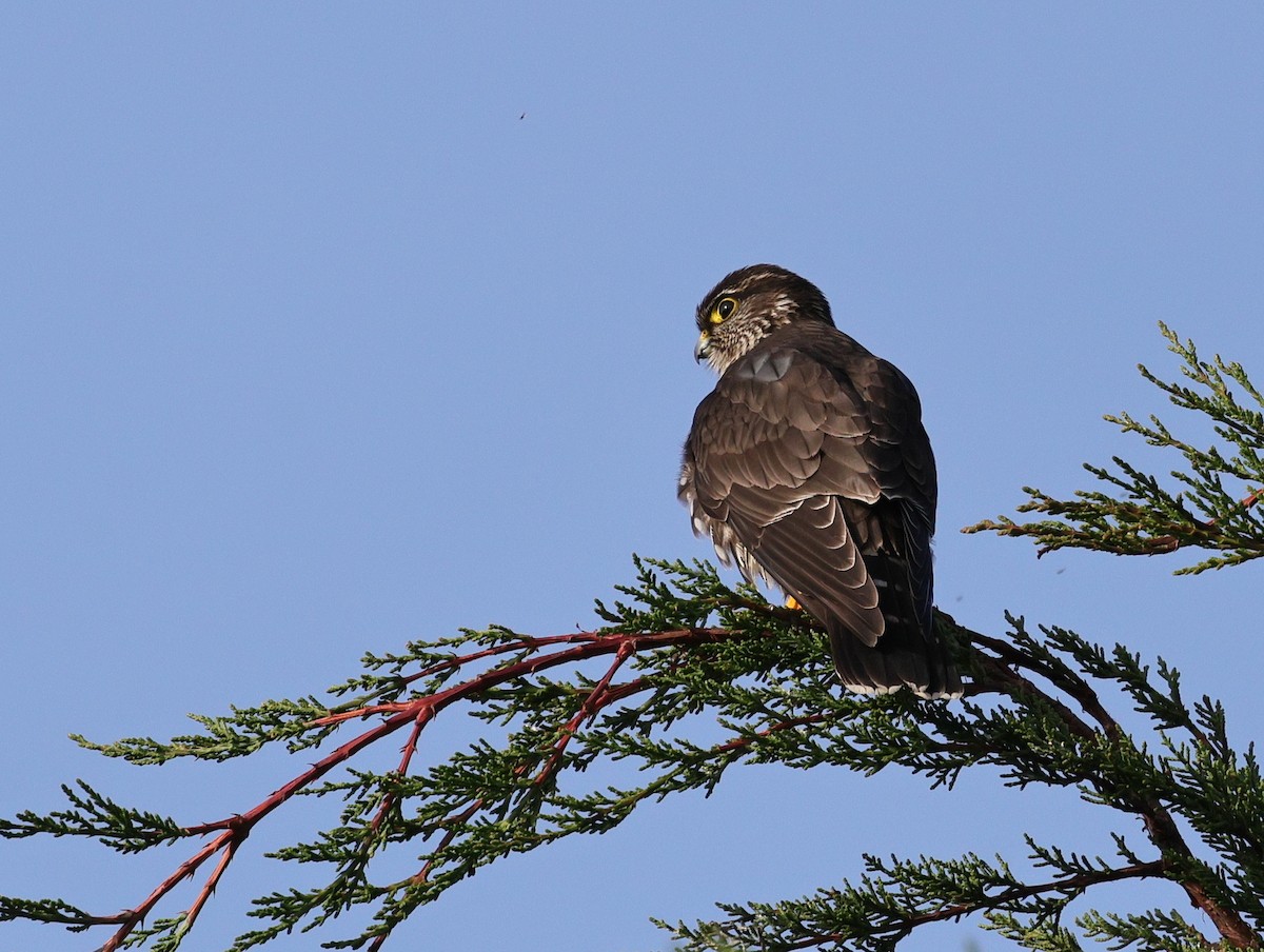 Merlin - ML629169061