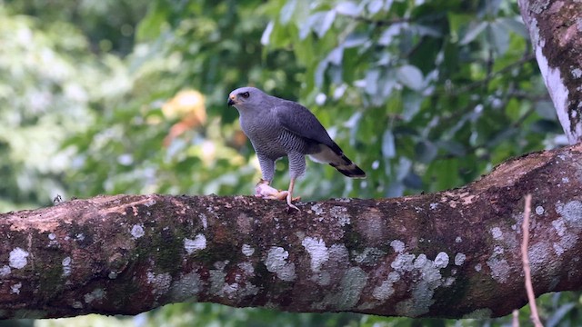 Gray Hawk - ML629169268