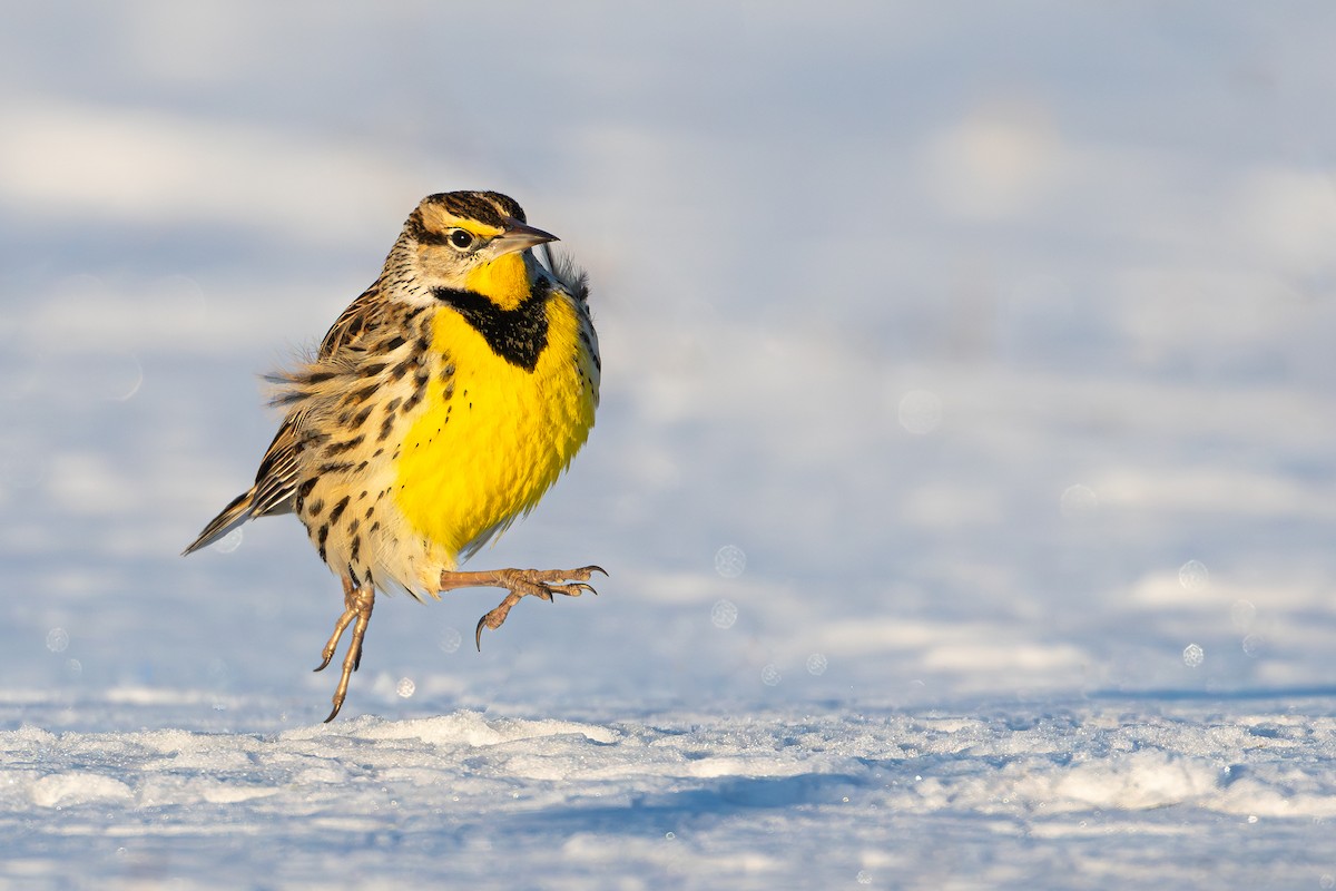 Eastern Meadowlark - ML629169294