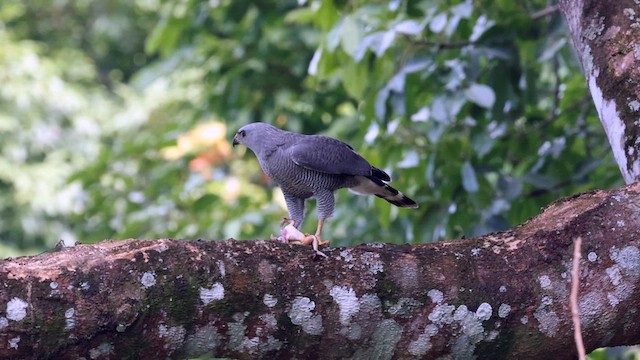 Gray Hawk - ML629169295
