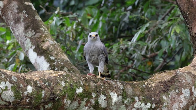 Gray Hawk - ML629169340