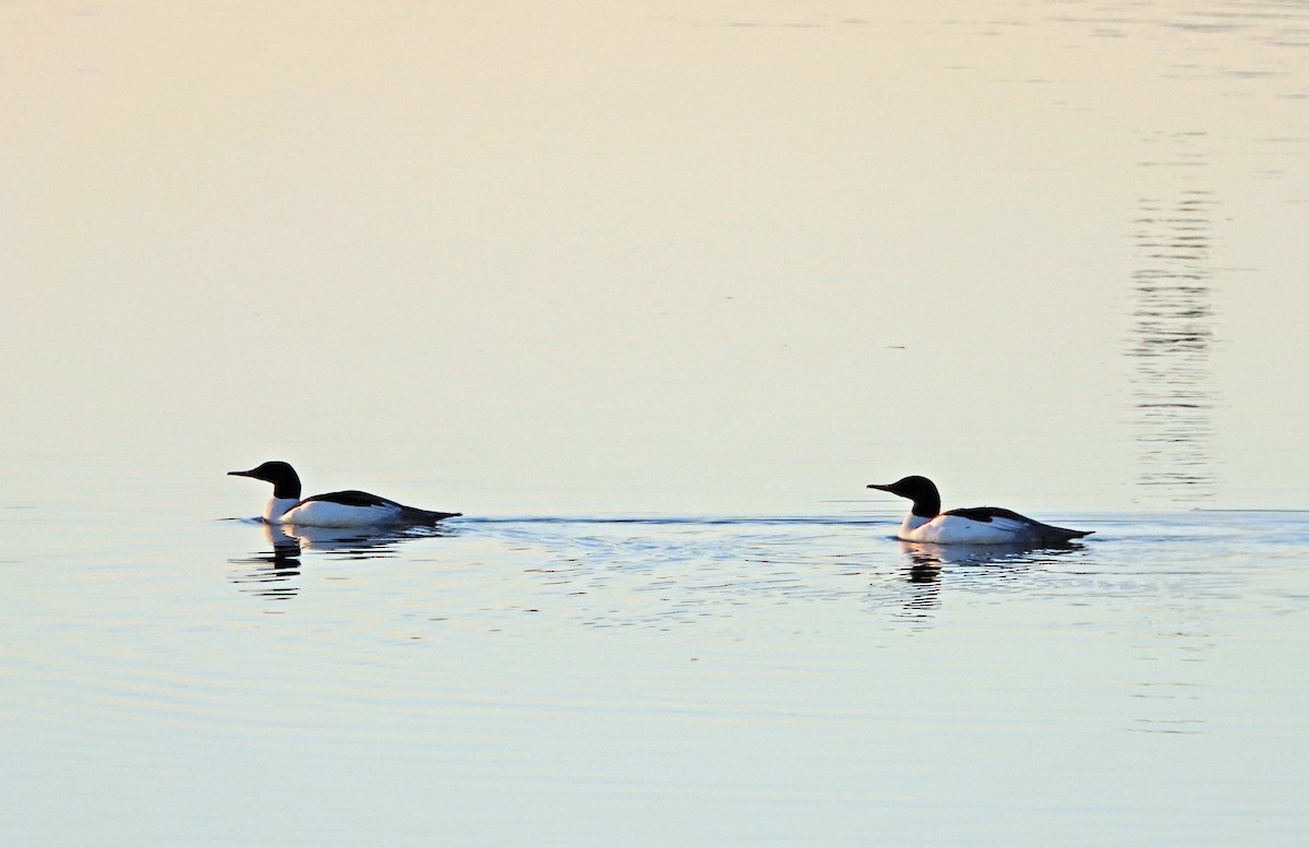 Хумхин бохио - ML629169476