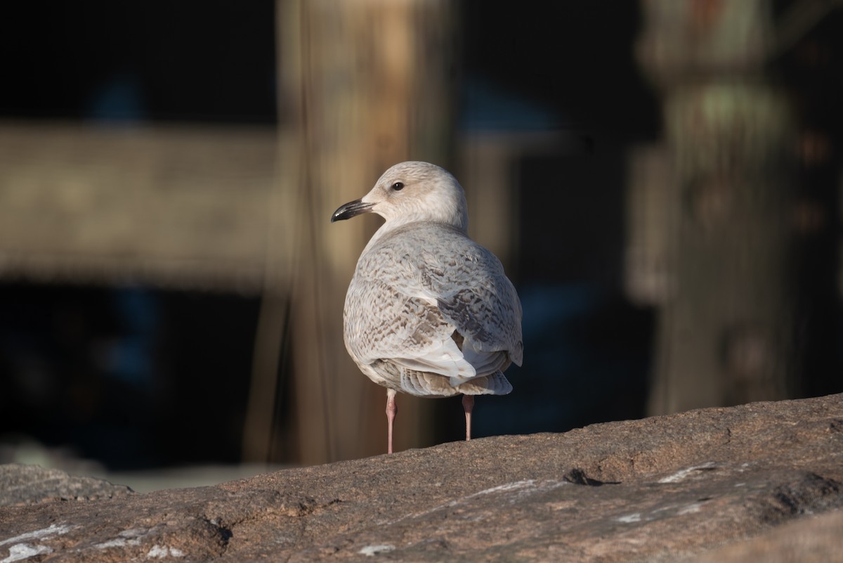 Iceland Gull - ML629169545