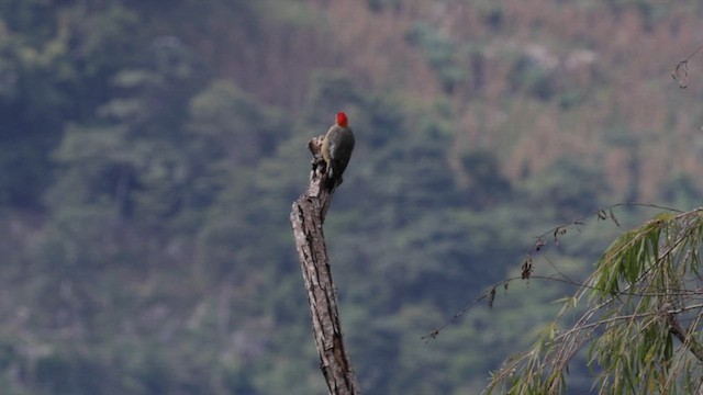 Golden-fronted Woodpecker - ML629169592