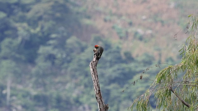 Golden-fronted Woodpecker - ML629169594