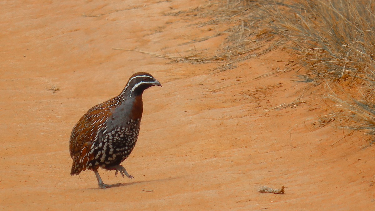 Madagascar Partridge - ML629169923