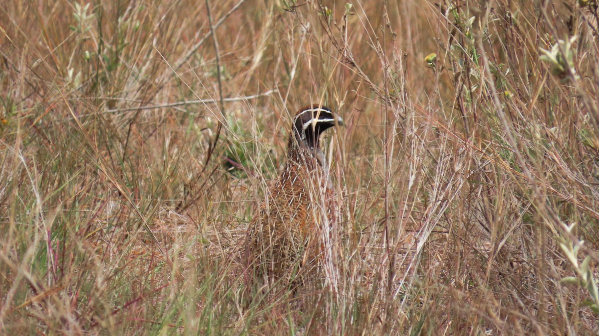 Madagascar Partridge - ML629169936