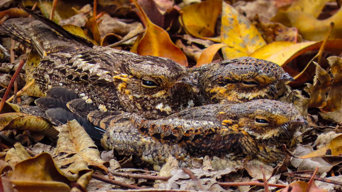 Madagascar Nightjar - ML629169945