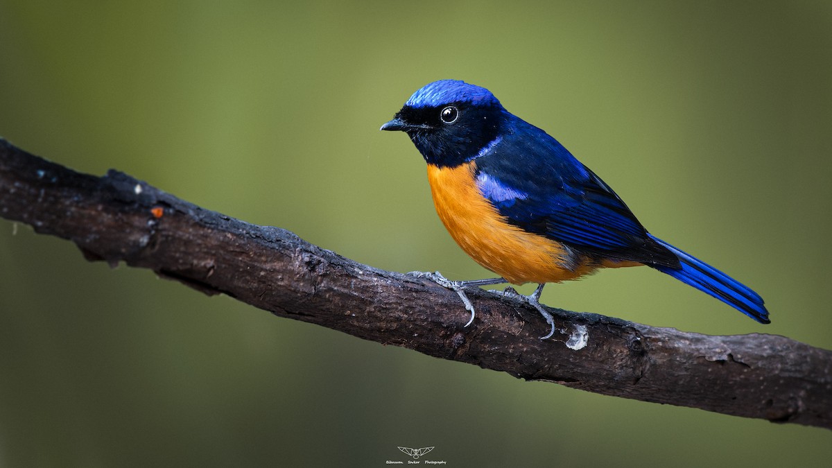 Rufous-bellied Niltava - ML629169955