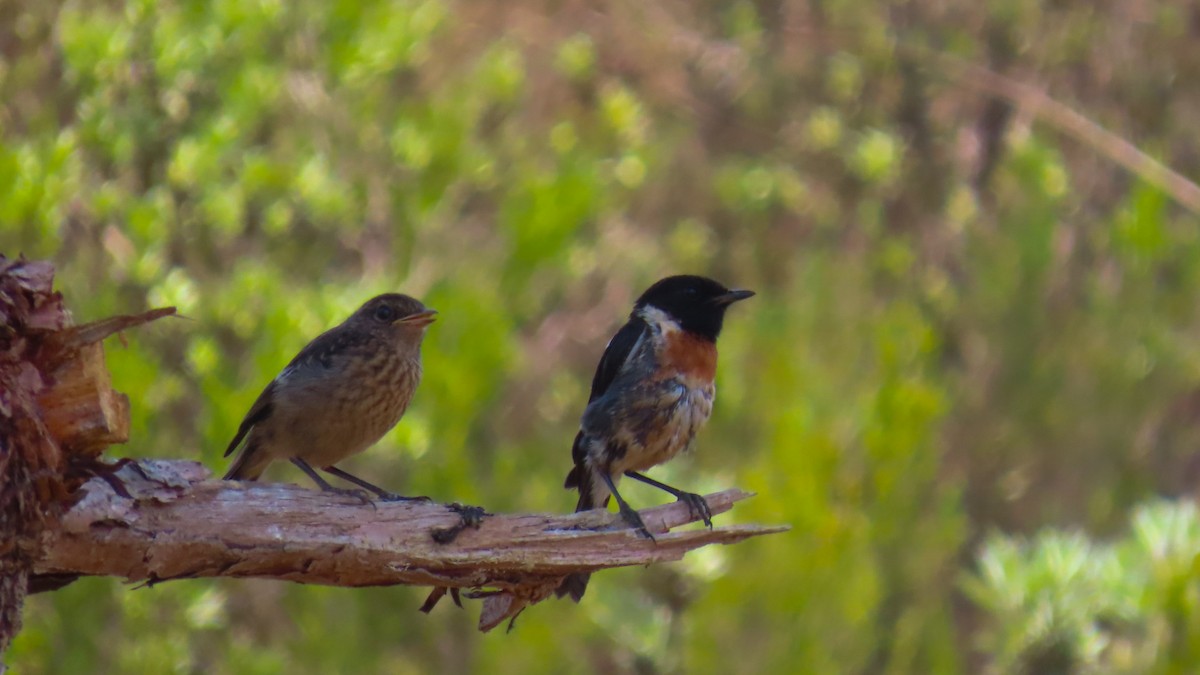African Stonechat (Madagascar) - ML629169962
