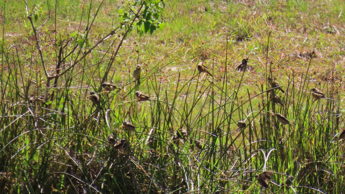 Madagascar Munia - ML629169963