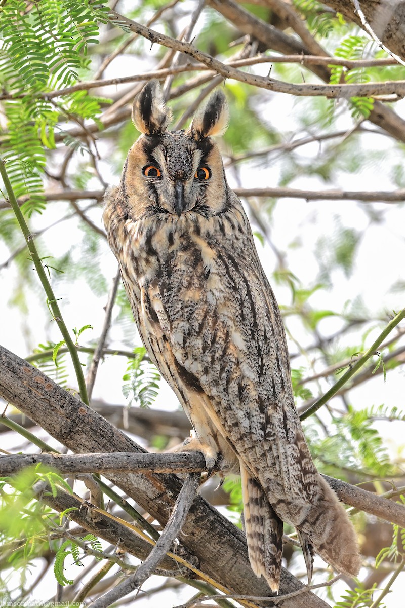 Long-eared Owl - ML629169979