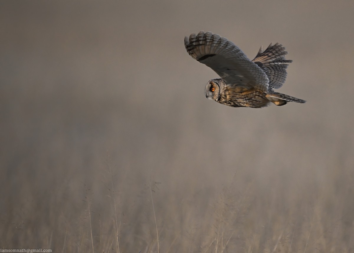 Long-eared Owl - ML629169980