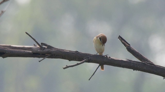 Brown Shrike (Brown) - ML629170047