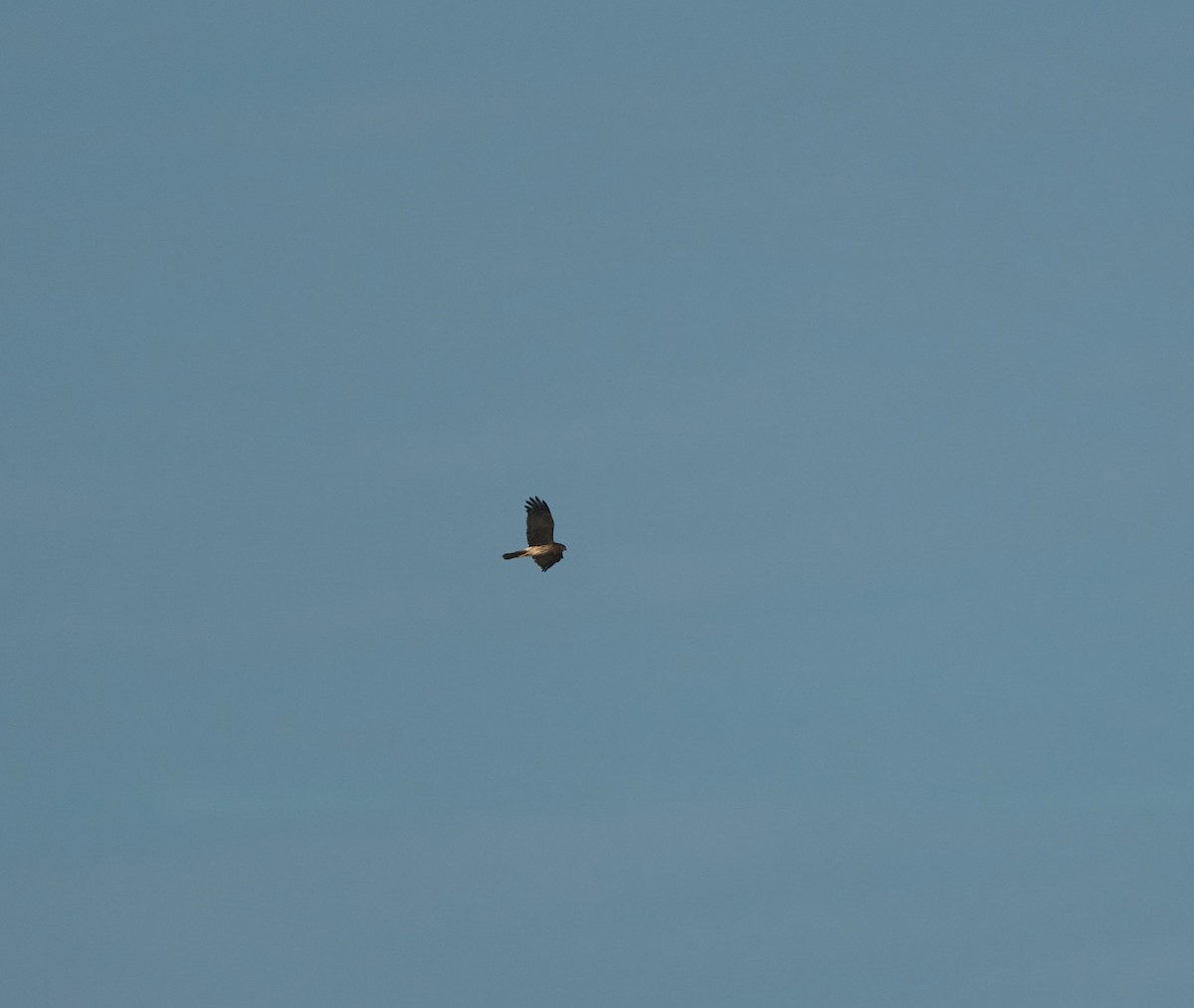 Pied Harrier - ML629170048