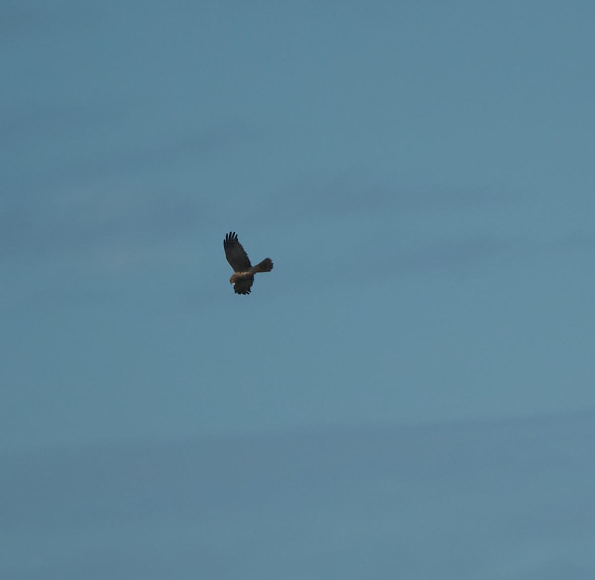 Pied Harrier - ML629170049