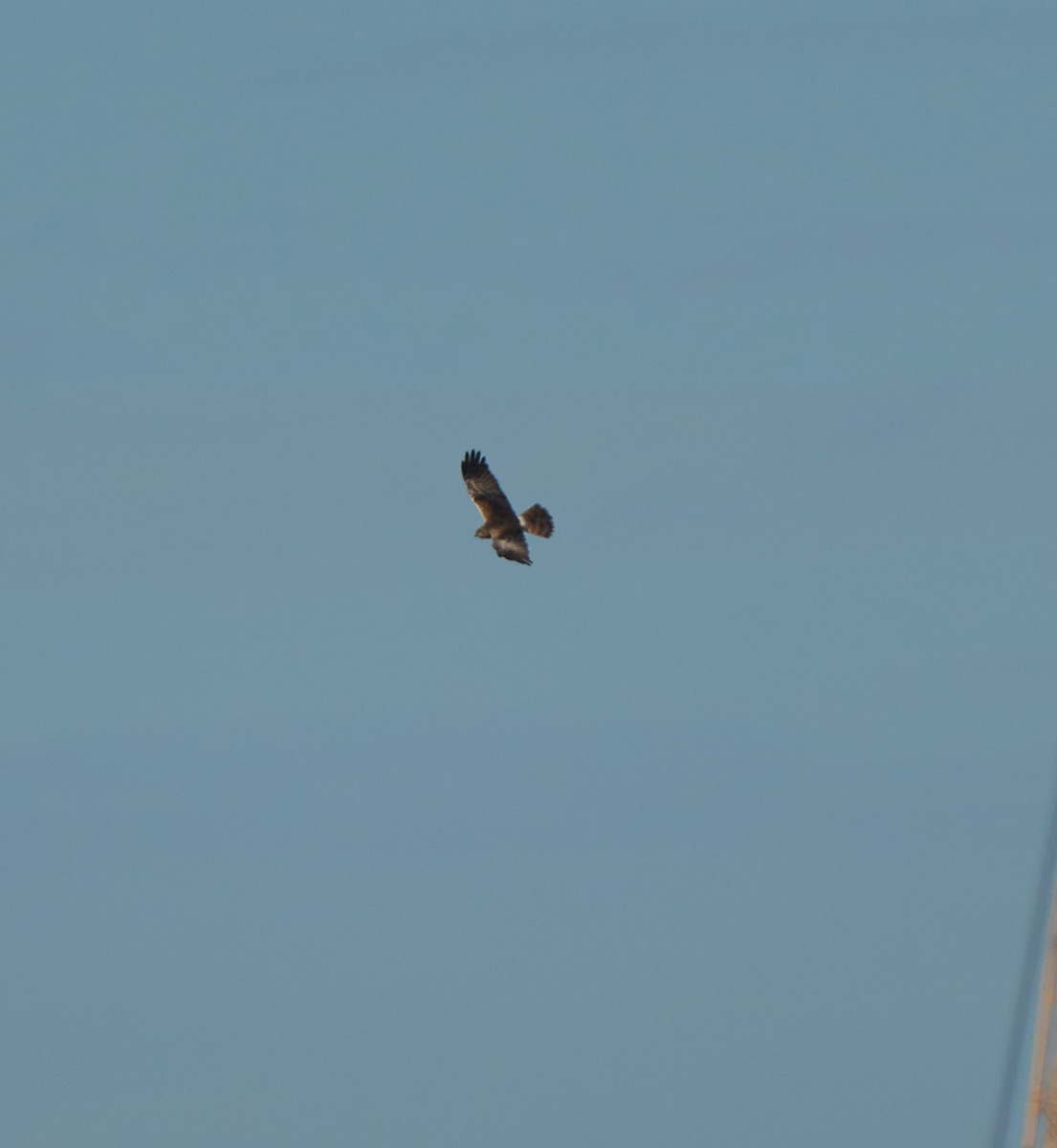 Pied Harrier - ML629170050
