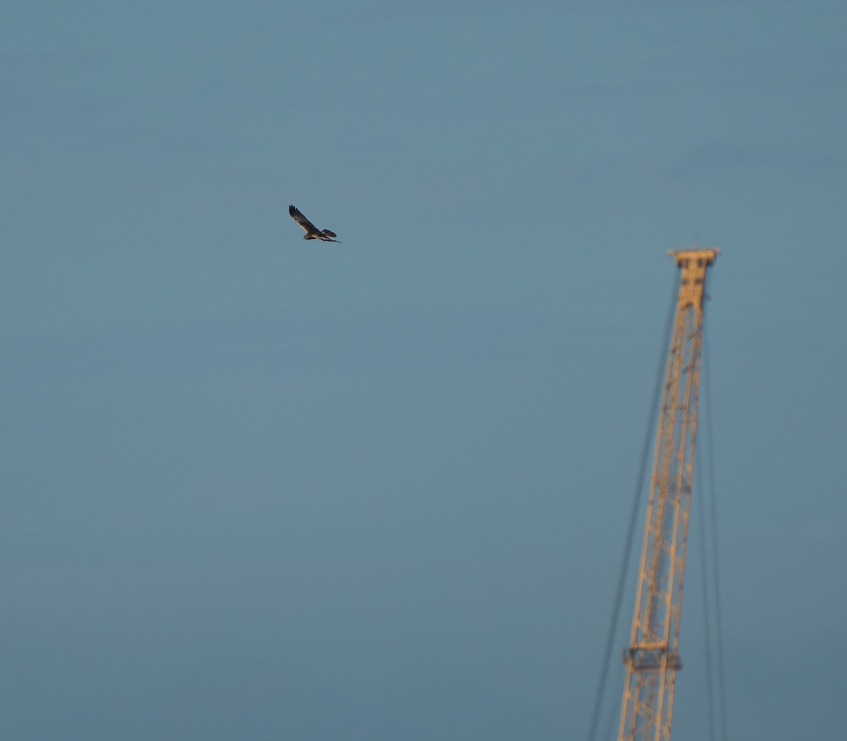 Pied Harrier - ML629170051